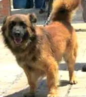 Cachorro ra a SRD idade 4 anos nome TED