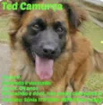 TED