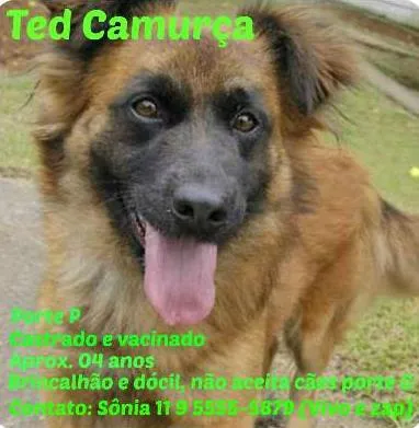 Cachorro ra a SRD idade 4 anos nome TED