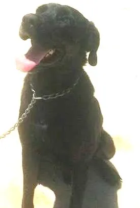 Cachorro ra a Labrador idade 2 anos nome Tufão