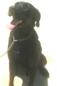 Tufão