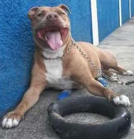 Cachorro ra a Pit-Bull idade 6 ou mais anos nome VITOR