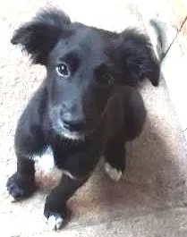 Cachorro raça  idade 2 a 6 meses nome Jake, Snoopy, Laika