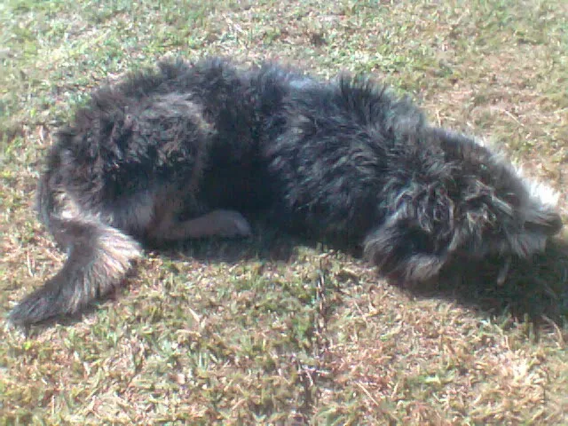 Cachorro ra a SRD idade 1 ano nome Magie