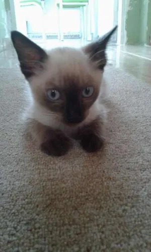 Gato raça Siamês idade 2 a 6 meses nome DERICK