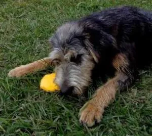 Cachorro raça SRD idade 1 ano nome Magie