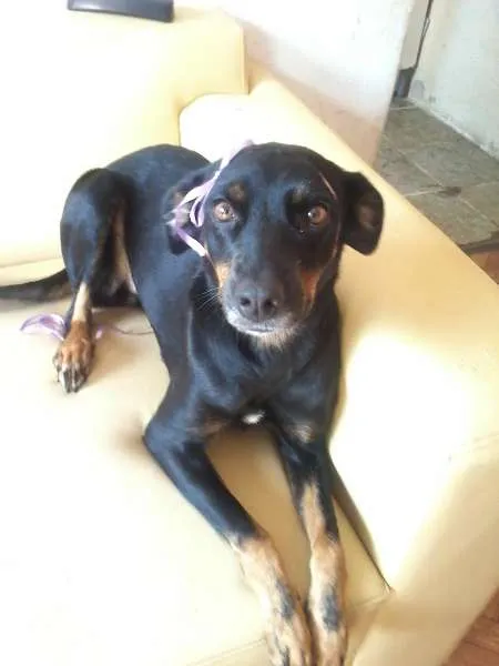 Cachorro ra a não definida idade 3 anos nome Nina,Morena 