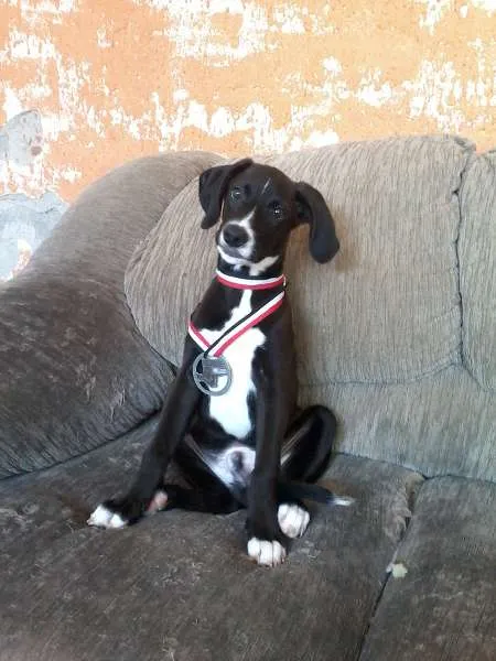 Cachorro ra a não definida idade 3 anos nome Nina,Morena 