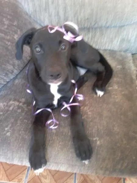 Cachorro ra a não definida idade 3 anos nome Nina,Morena 