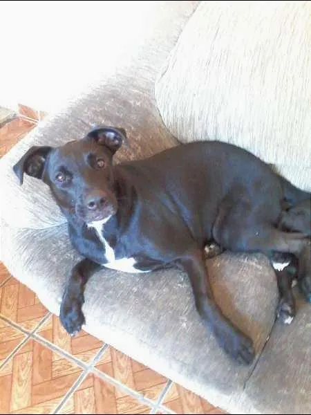 Cachorro ra a não definida idade 3 anos nome Nina,Morena 
