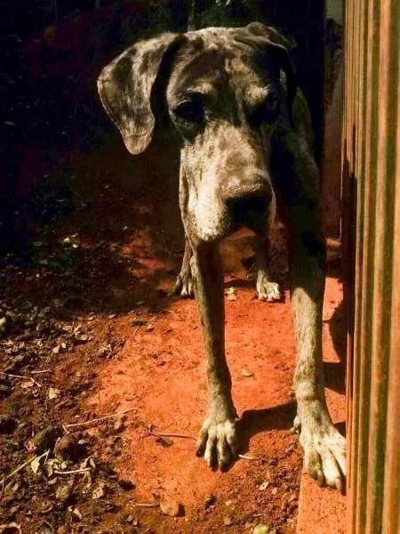 Cachorro ra a Dogue Alemão idade 6 ou mais anos nome Grandalhão