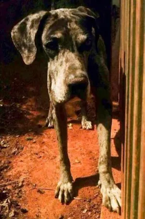 Cachorro raça Dogue Alemão idade 6 ou mais anos nome Grandalhão