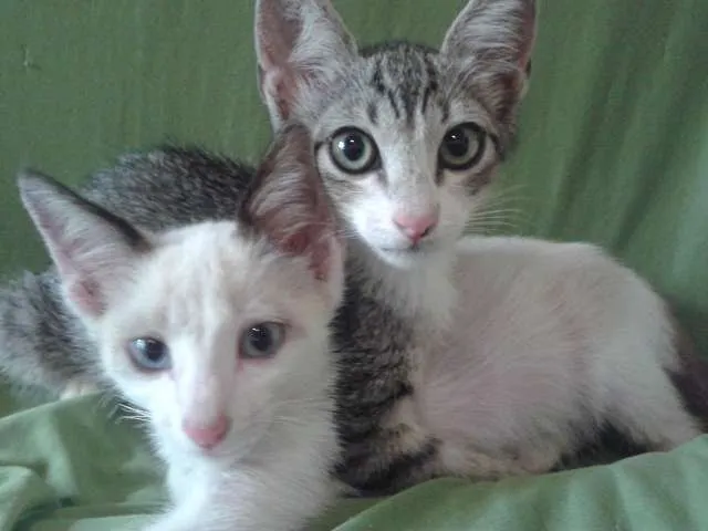 Gato ra a srd idade 2 a 6 meses nome Brisa e Capuccino