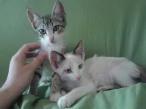 Gato raça srd idade 2 a 6 meses nome Brisa e Capuccino