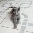 Cinzinha e irmãozinhos