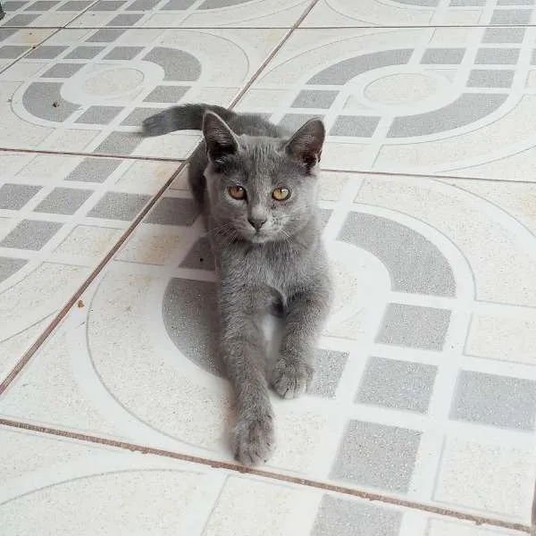 Gato ra a  idade 2 a 6 meses nome Cinzinha e irmãozinhos