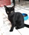 Cinzinha e irmãozinhos