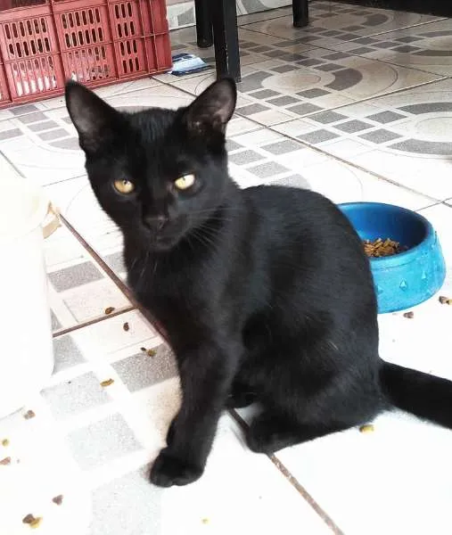Gato ra a  idade 2 a 6 meses nome Cinzinha e irmãozinhos