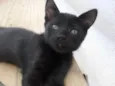 Cinzinha e irmãozinhos