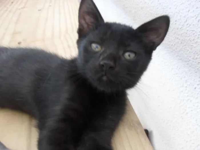 Gato ra a  idade 2 a 6 meses nome Cinzinha e irmãozinhos