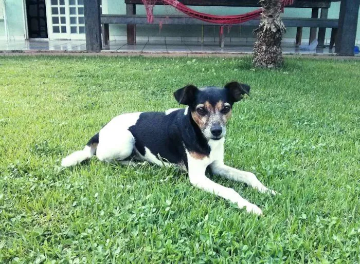 Cachorro ra a Fox Paulistinha idade 4 anos nome Spock
