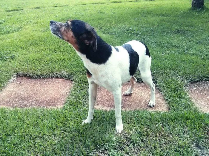 Cachorro ra a Fox Paulistinha idade 4 anos nome Spock