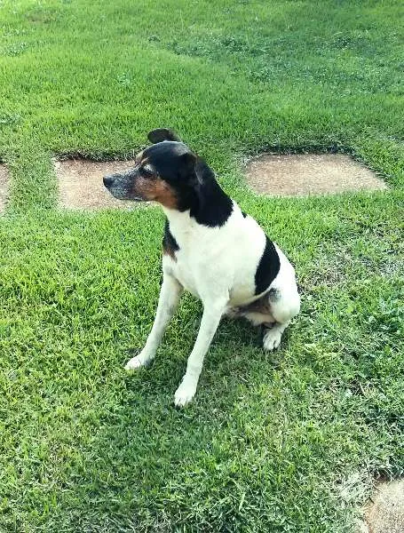 Cachorro ra a Fox Paulistinha idade 4 anos nome Spock