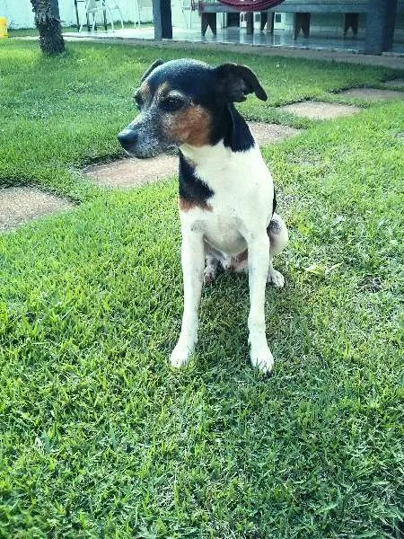 Cachorro ra a Fox Paulistinha idade 4 anos nome Spock