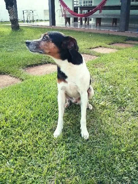 Cachorro ra a Fox Paulistinha idade 4 anos nome Spock