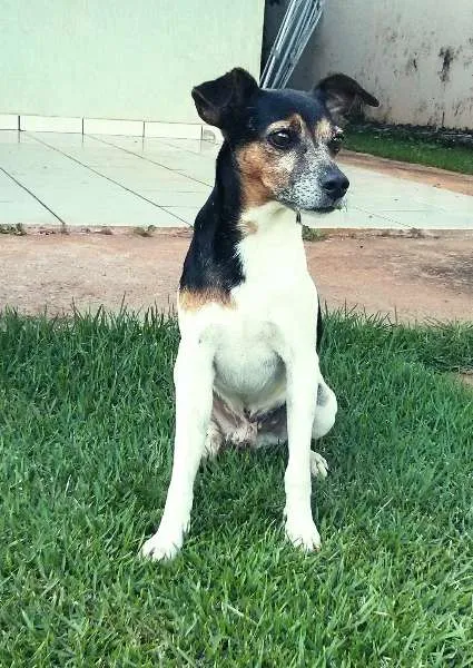 Cachorro ra a Fox Paulistinha idade 4 anos nome Spock