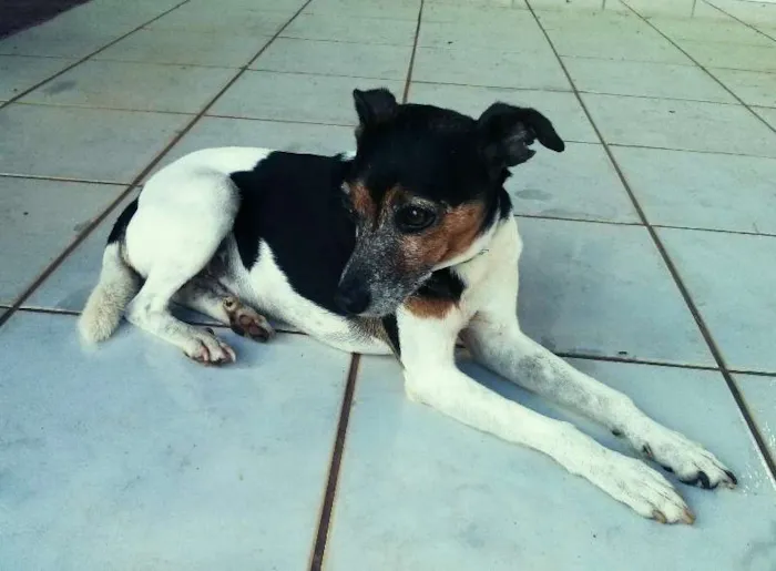 Cachorro ra a Fox Paulistinha idade 4 anos nome Spock