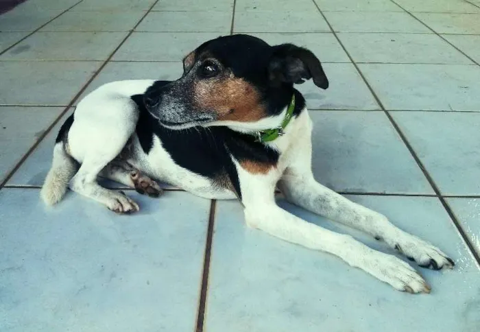Cachorro ra a Fox Paulistinha idade 4 anos nome Spock