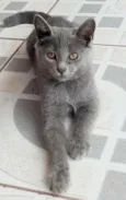 Cinzinha e irmãozinhos