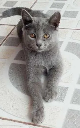 Gato ra a  idade 2 a 6 meses nome Cinzinha e irmãozinhos