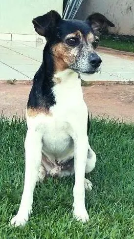 Cachorro raça Fox Paulistinha idade 4 anos nome Spock