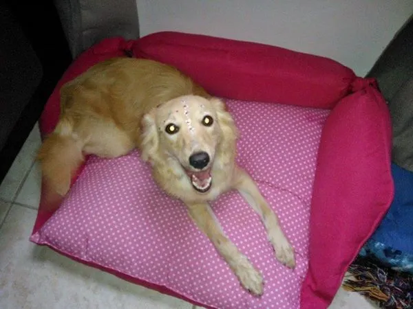 Cachorro ra a SRD idade 7 a 11 meses nome Yumi