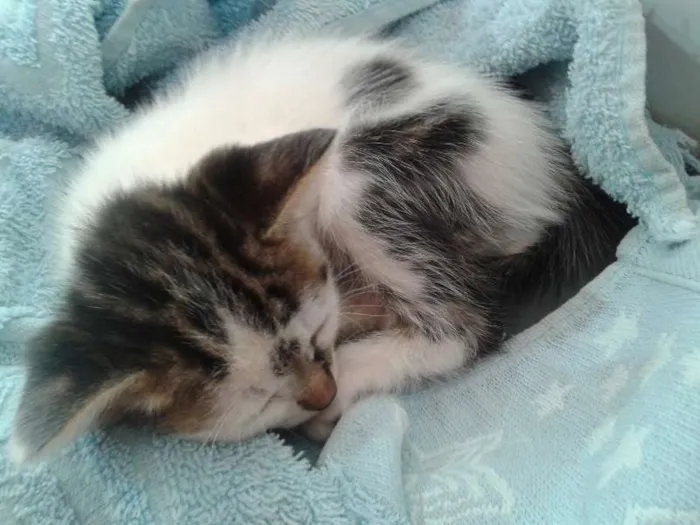 Gato raça Indefinida idade Abaixo de 2 meses nome Pingo