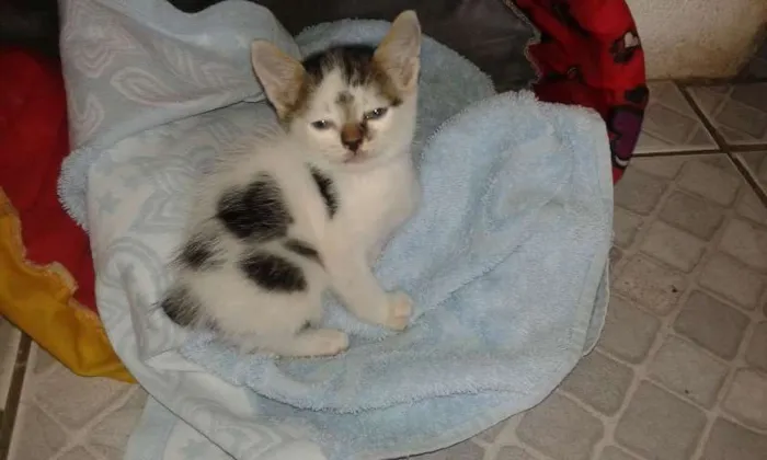 Gato raça Indefinida idade Abaixo de 2 meses nome Pingo