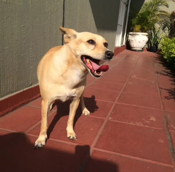 Cachorro ra a Sem raça idade 3 anos nome Mint