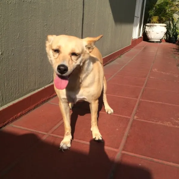 Cachorro ra a Sem raça idade 3 anos nome Mint