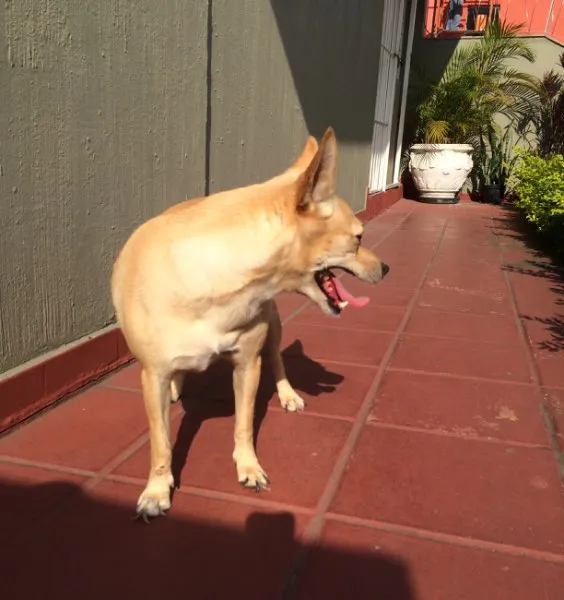 Cachorro ra a Sem raça idade 3 anos nome Mint
