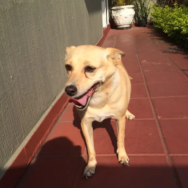 Cachorro ra a Sem raça idade 3 anos nome Mint