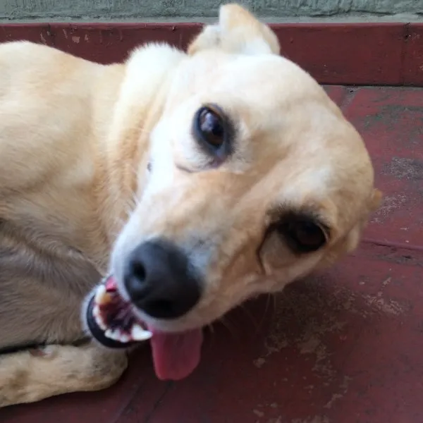 Cachorro ra a Sem raça idade 3 anos nome Mint