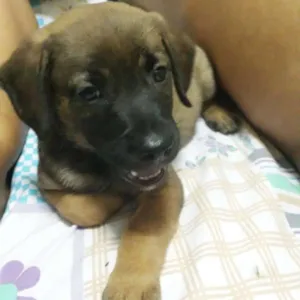 Cachorro raça vira lata idade Abaixo de 2 meses nome Donna
