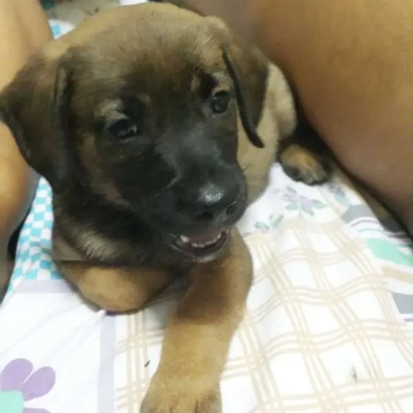 Cachorro ra a vira lata idade Abaixo de 2 meses nome Donna