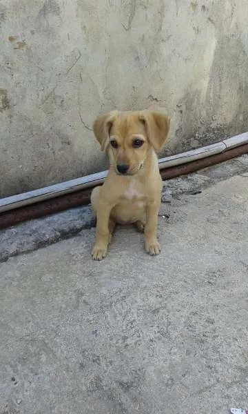 Cachorro ra a SRD idade 2 a 6 meses nome Maggie