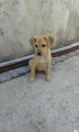 Maggie