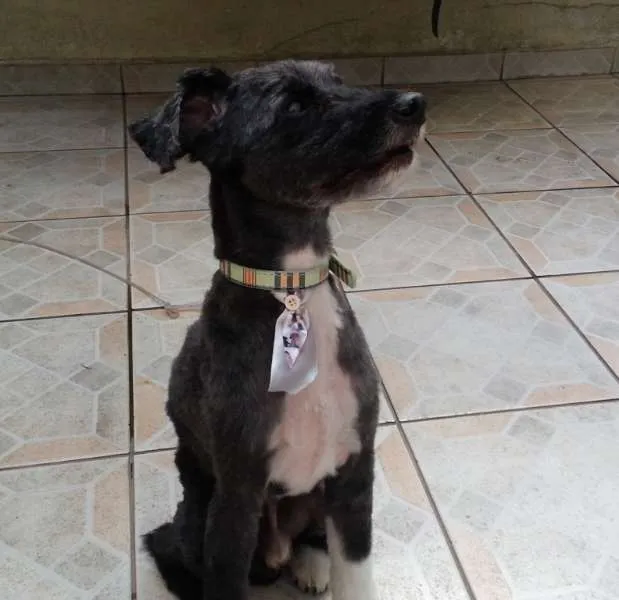 Cachorro ra a SRD (mestiço de de poodle) idade 6 ou mais anos nome Vovô Felipe