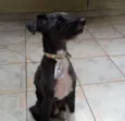 Vovô Felipe