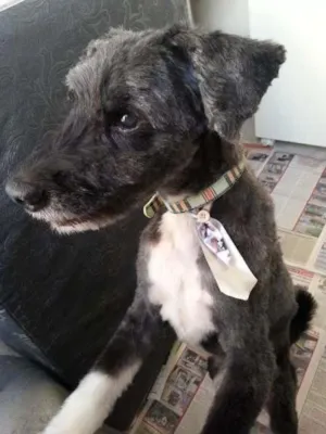 Cachorro raça SRD (mestiço de de poodle) idade 6 ou mais anos nome Vovô Felipe